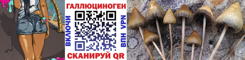 Купить где  Тында  Галлюциногенные грибы Psilocybine cubensis 